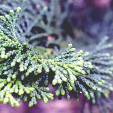 Cypress essential oil - 10ml