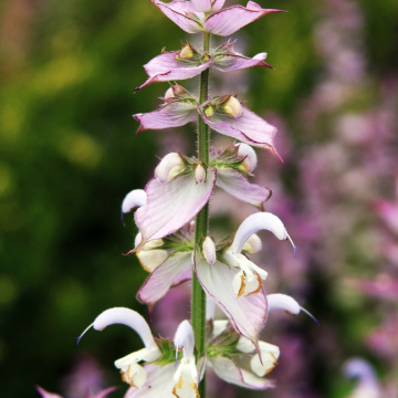 Clary Sage essential oil - 5ml